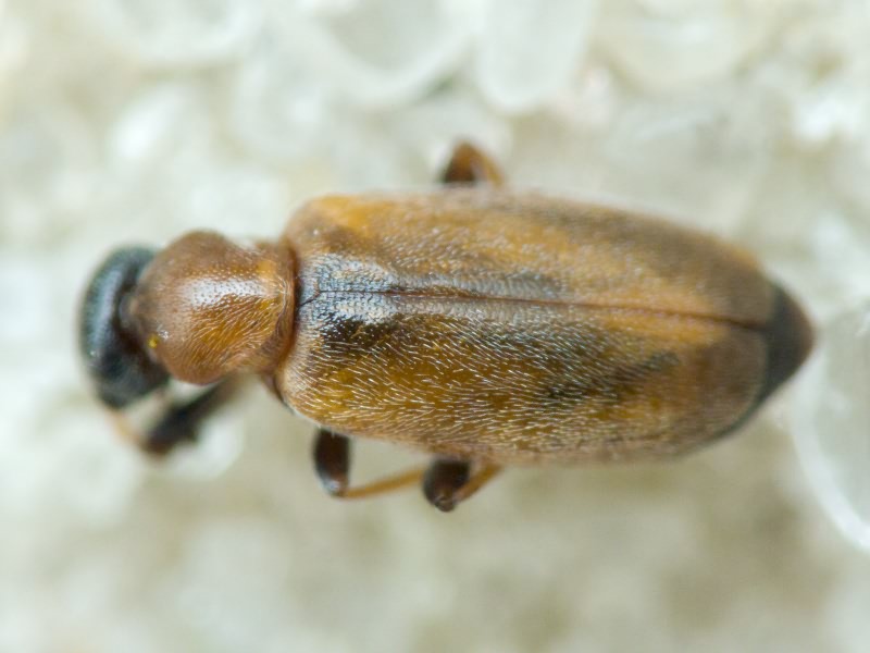 Coleoptera Linnaeus, 1758